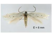Elachista dispunctella