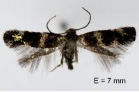 Elachista gleichenella