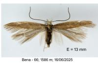 Megacraspedus tenuiuncus