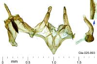 Megacraspedus tenuiuncus