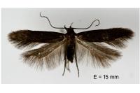 Oxypteryx unicolorella
