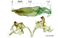 Oxypteryx unicolorella