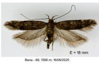 Prolita solutella