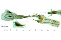 Prolita solutella