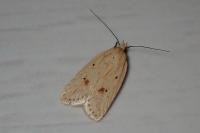 Agonopterix kaekeritziana