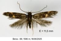 Borkhausenia minutella