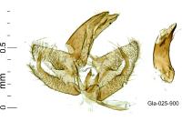 Borkhausenia minutella
