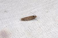 Bryotropha pallorella