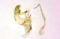 Bryotropha pallorella