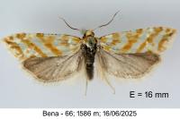 Aethes margaritana
