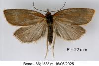 Clepsis unicolorana