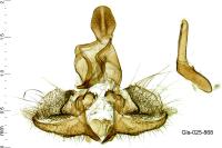 Clepsis unicolorana