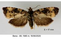 Endothenia gentianaeana