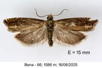 Eucosma obumbratana