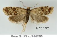 Isotrias stramentana