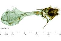 Isotrias stramentana