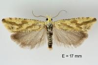 Thiodia citrana