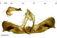 Thiodia citrana