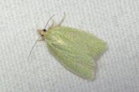 Tortrix viridana