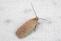 Agonopterix rotundella