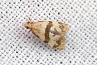Phalonidia contractana