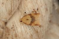 Clepsis consimilana