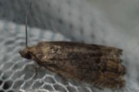 Cydia splendana