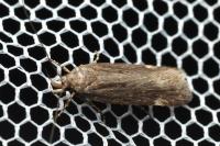 Aroga velocella