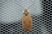 Agonopterix subpropinquella
