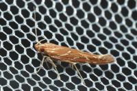Pyroderces argyrogrammos