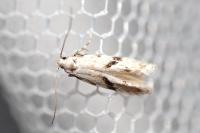 Stenolechia gemmella