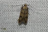 Borkhausenia nefrax