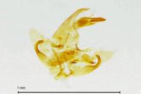 Borkhausenia nefrax