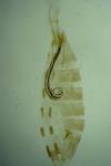 Coleophora coronillae