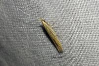Coleophora therinella