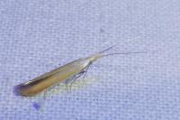 Coleophora coronillae