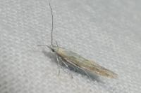 Coleophora brunneosignata