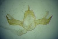 Blastobasis phycidella