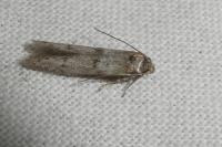 Blastobasis phycidella