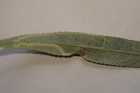 Phyllocnistis valentinensis