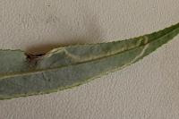 Phyllocnistis valentinensis