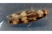 Oegoconia