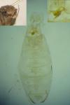 Aproaerema albifrontella