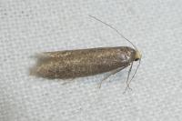 Agnoea langohri
