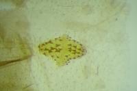 Agnoea langohri