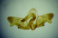 Rhyacionia miniatana
