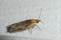 Eucosma cana