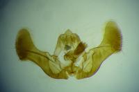 Eucosma cana