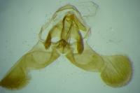 Dichrorampha distinctana