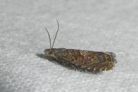 Dichrorampha distinctana